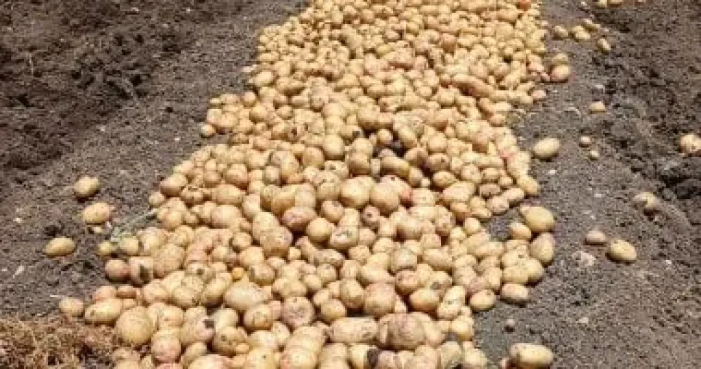 البطاطس