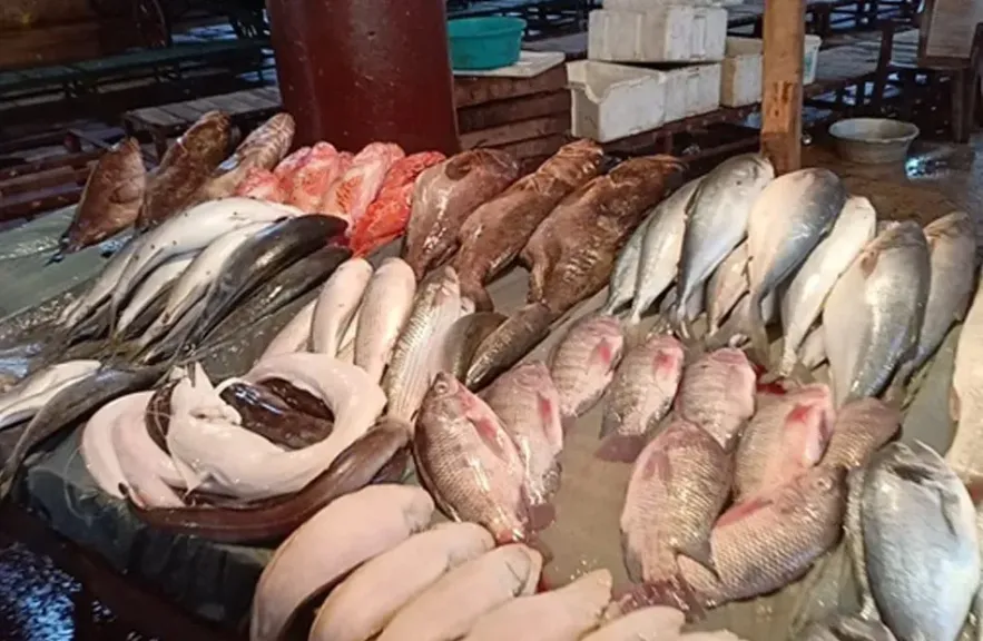 أسعار الجمبري والسبيط