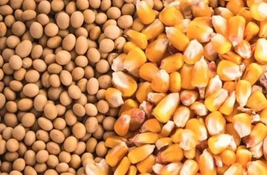 الذرة