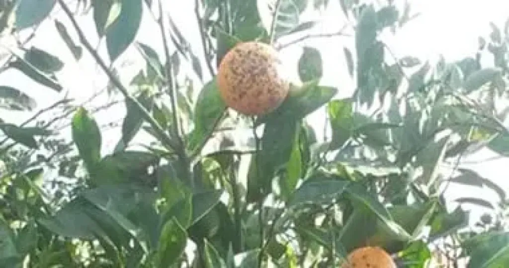 محاصيل زراعية