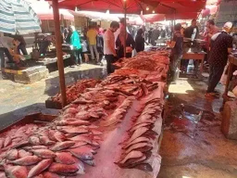 الاسماك