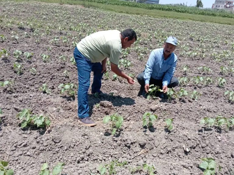 زراعة القطن