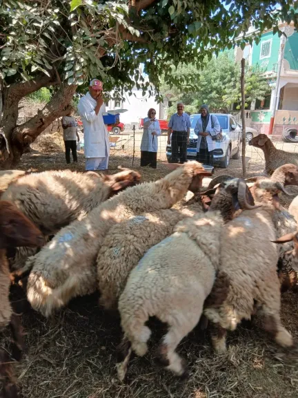الاغنام