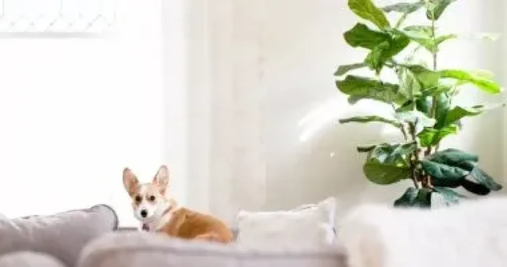 تربية الكلاب
