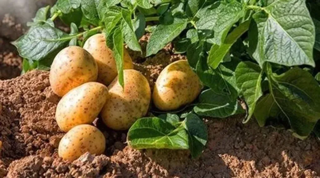 البطاطس