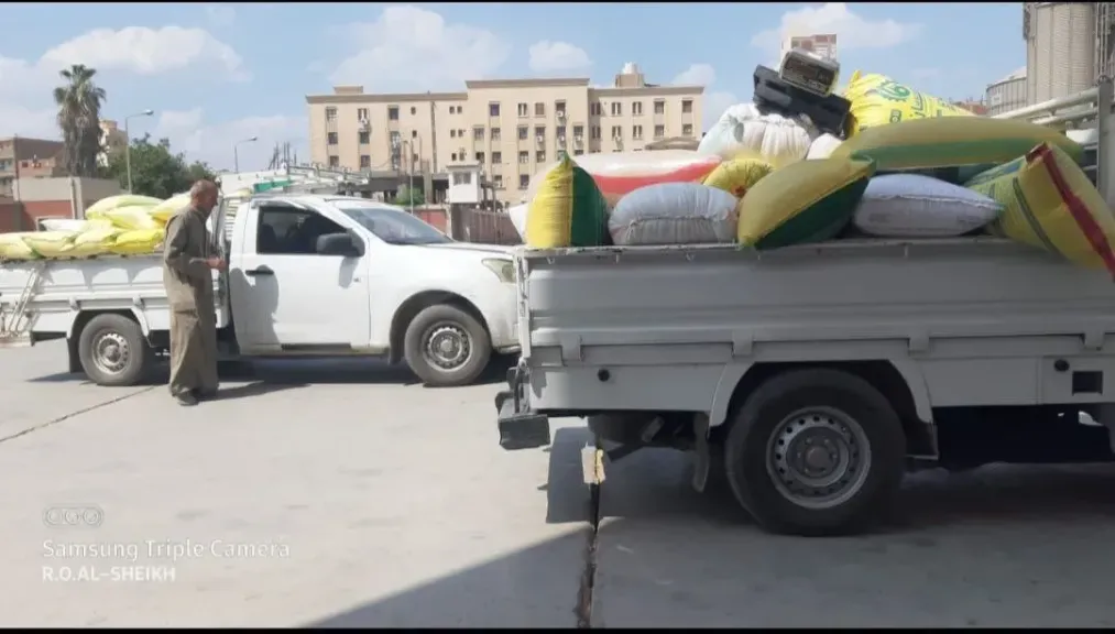 توريد القمح 