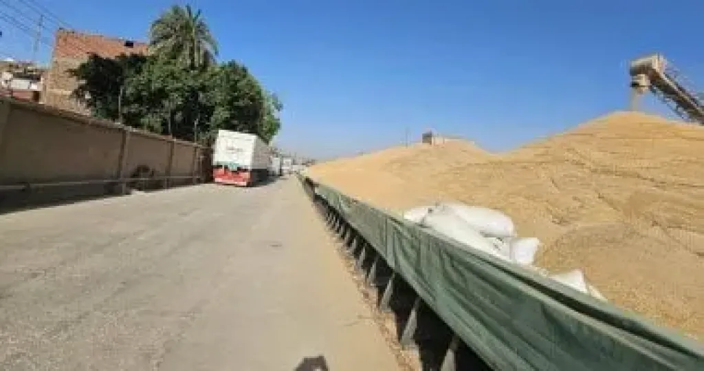 القمح