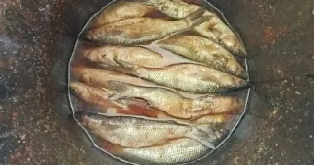المضبوطات 