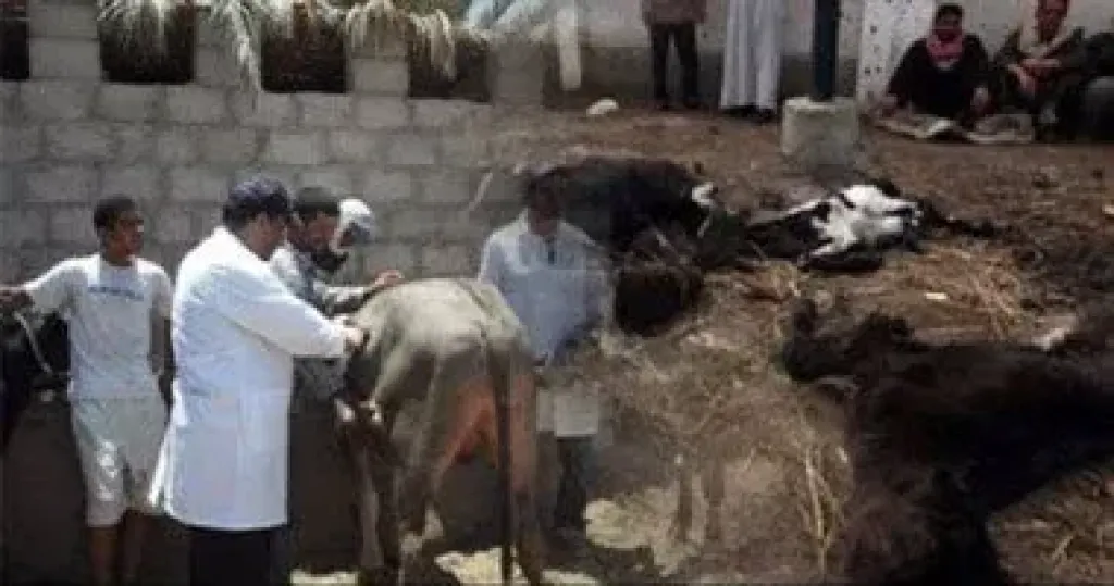 جانب من الحملات 