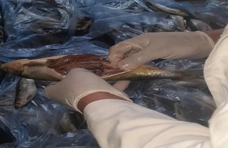 ضبط طن منتجات غذائية فاسدة فى الغربية