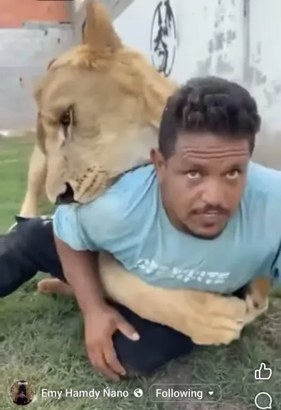 علاء المصري 