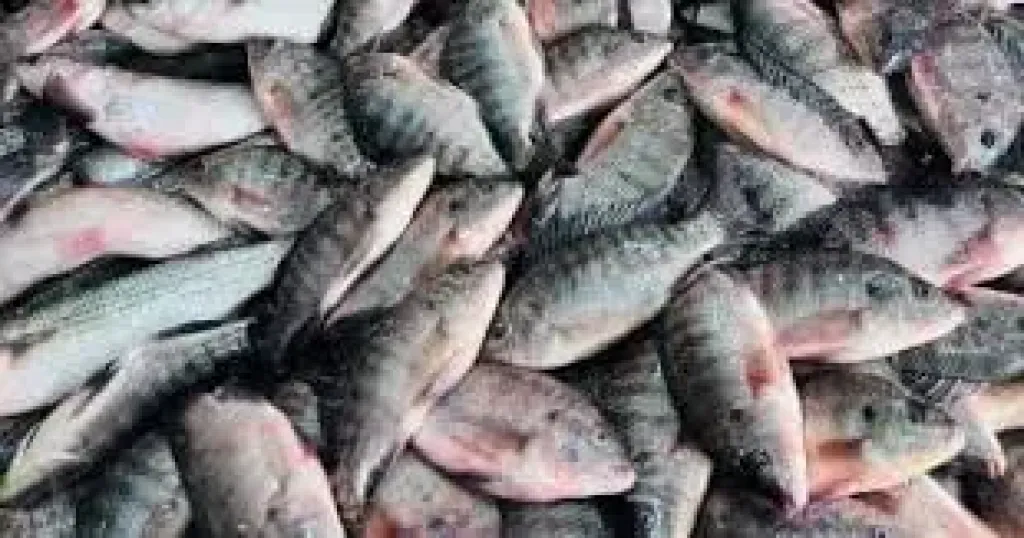 اسعار السمك