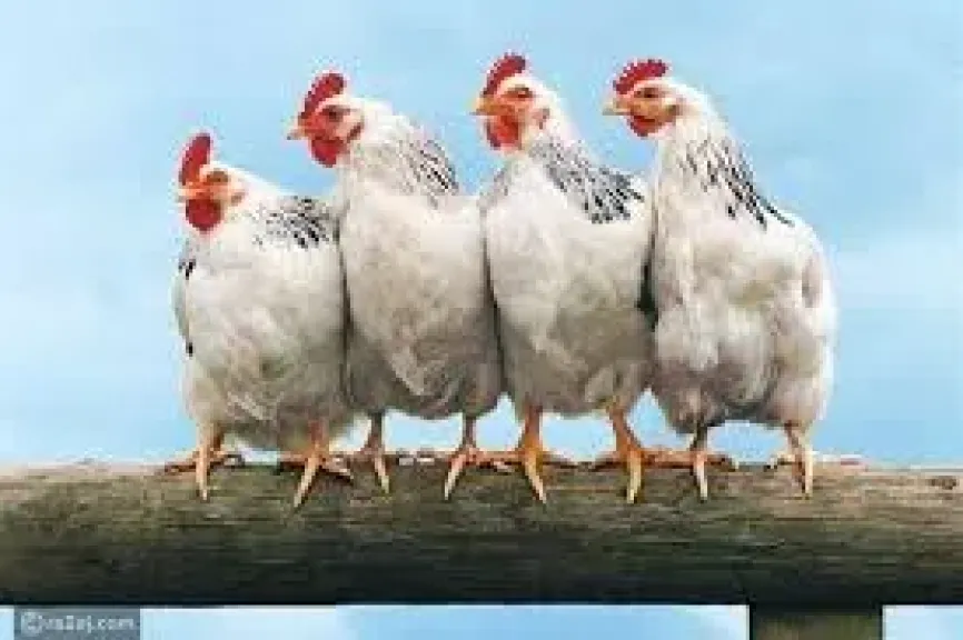 اسعار الفراخ