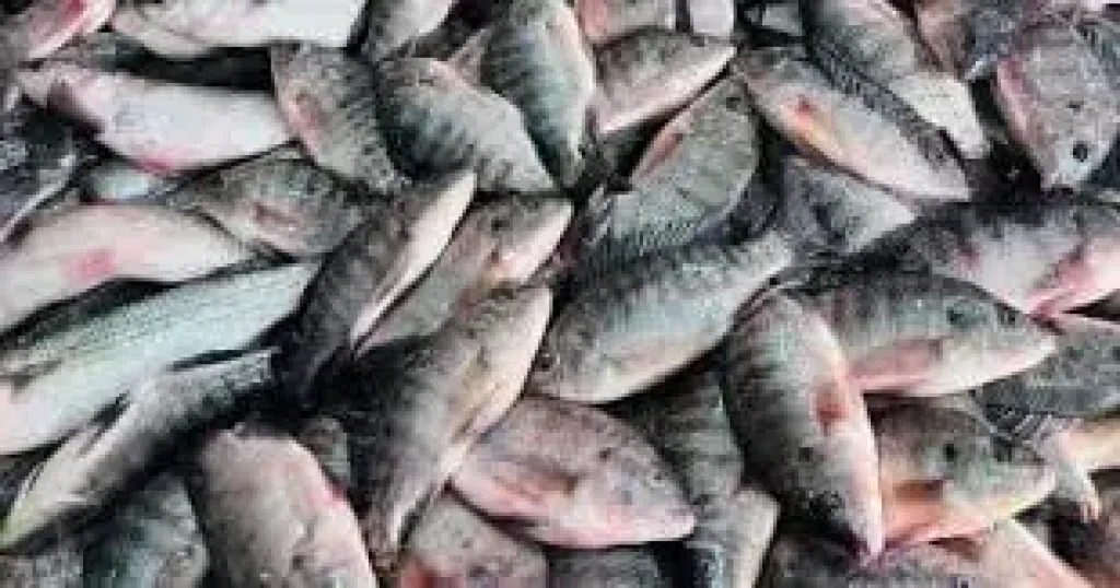 أسعار السمك اليوم