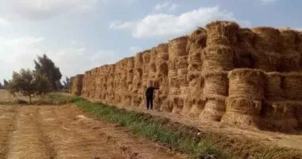 قش الأرز