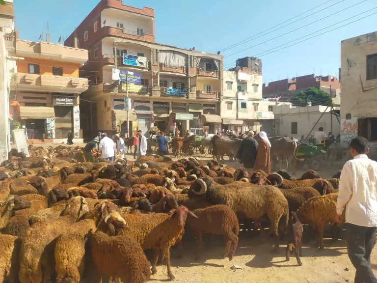 جانب من فعاليات القافلة