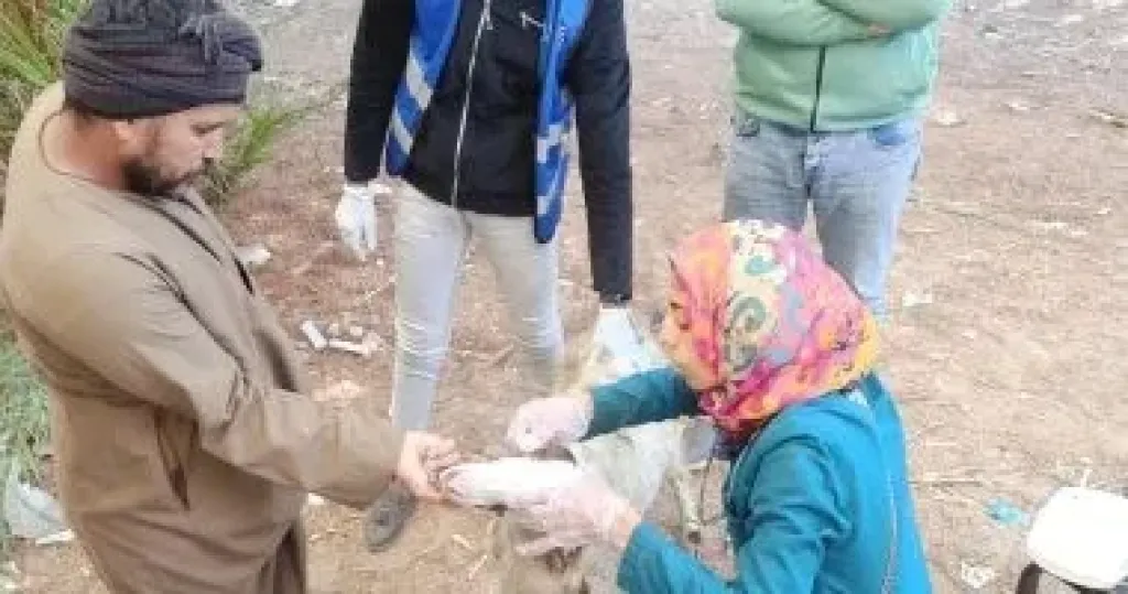حملات بيطرية 