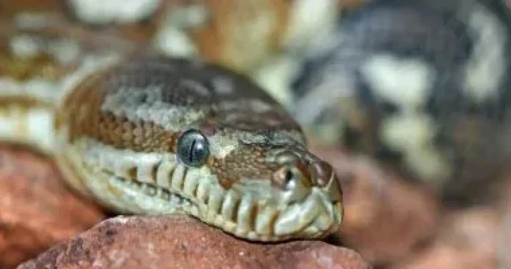 ثعبان 