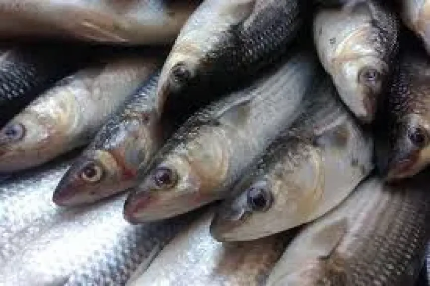 اسعار السمك