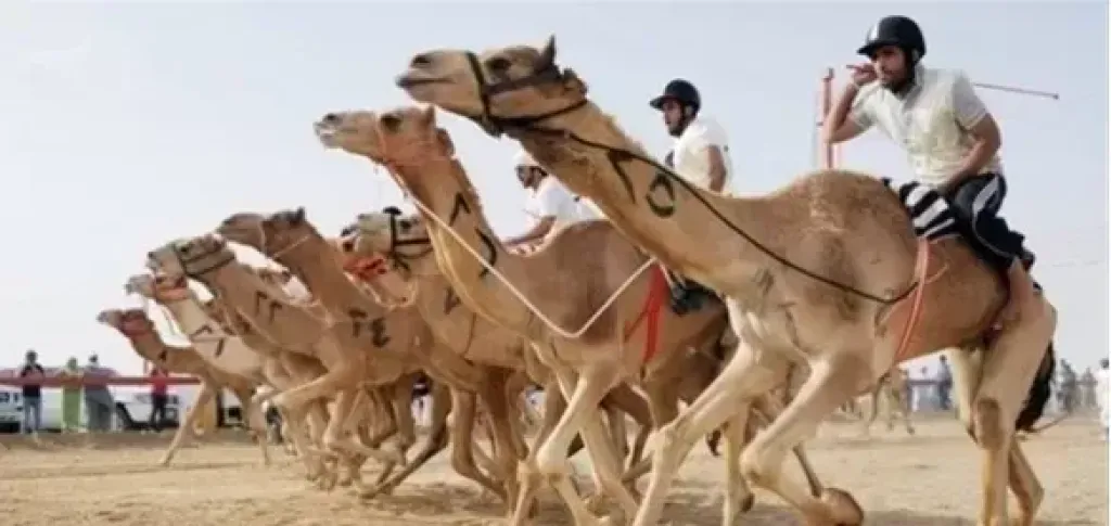 الابل 