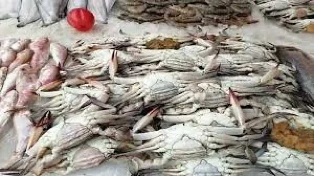 اسعار السمك
