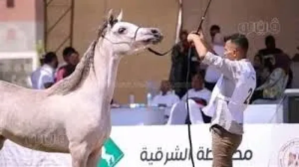 انطلاق مهرجان الشرقيه للخيول العربيه