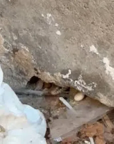 ثعبان مدرسه النصر للبنات