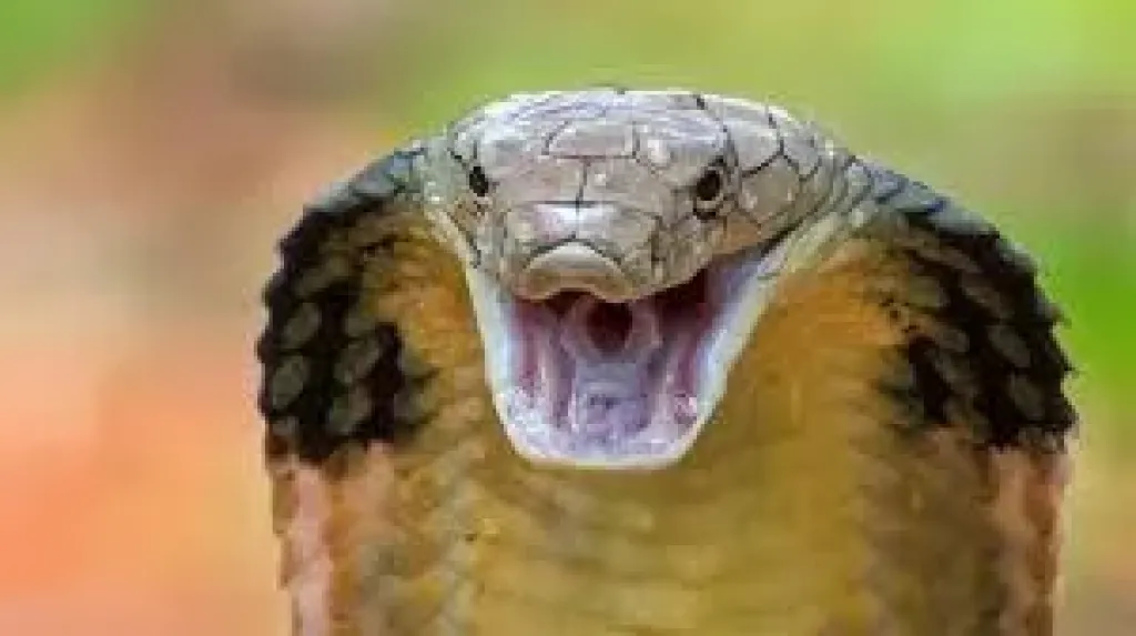 افعى - صورة ارشيفية