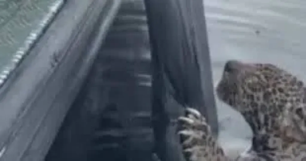 محاولة إنقاذ جاكوار