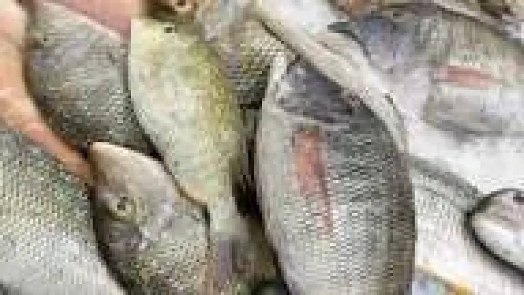 اسعار السمك