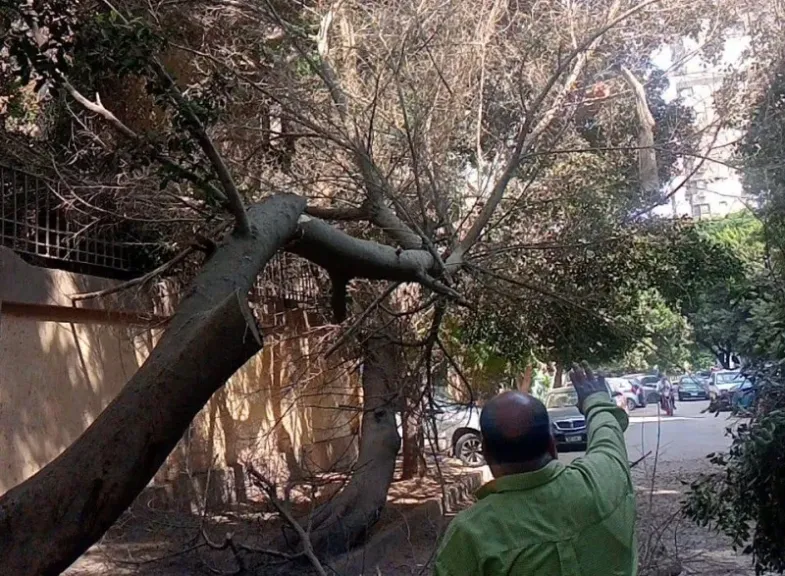 إزالة شجرة
