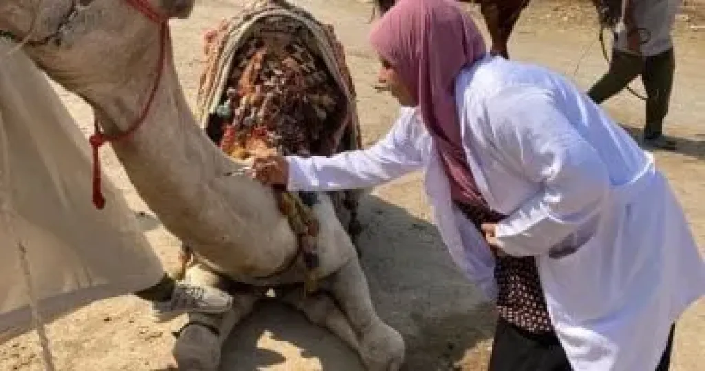 قافلة بيطرية 