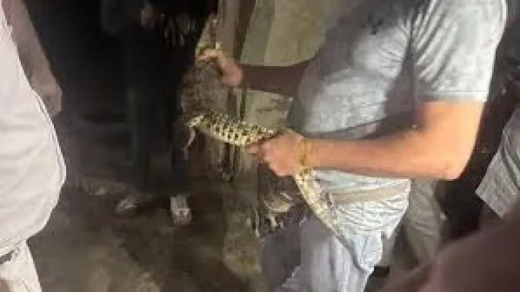 موسيقى يمنع الطب البطرى من معاينه تمساح لديه فى الهرم