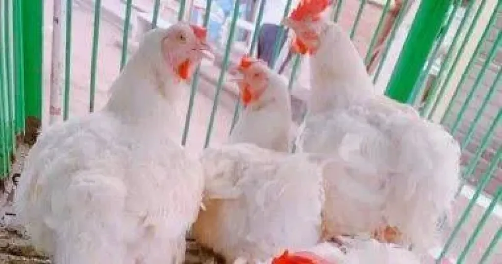 اسعار الدواجن