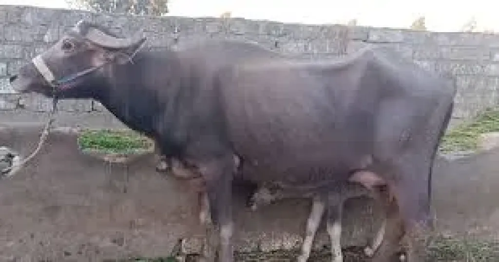 ارشيفية