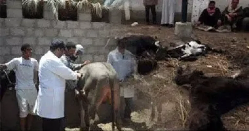 تحصين الماشية 