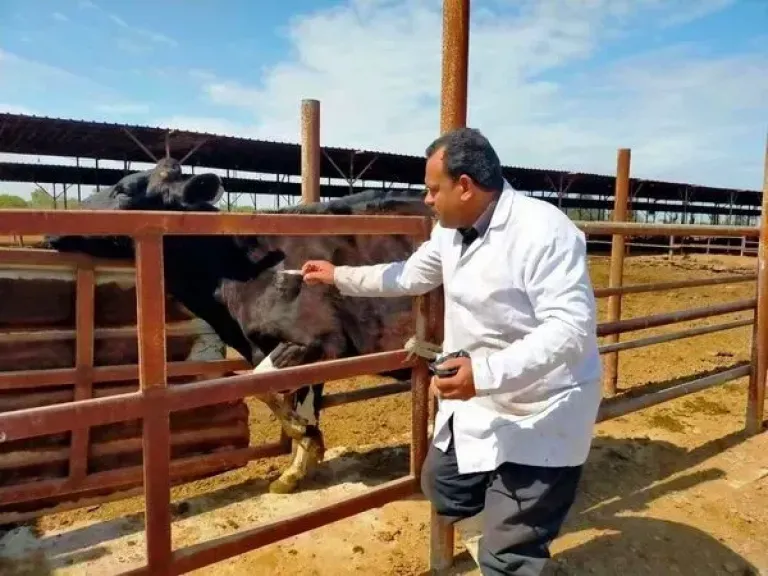 تحصين الماشية