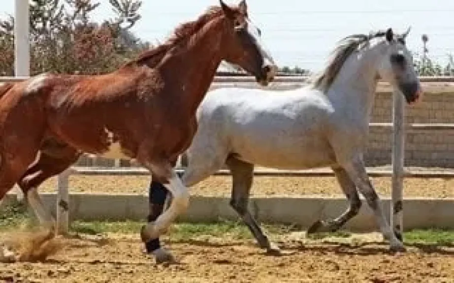 الخيل العربية الأصيلة