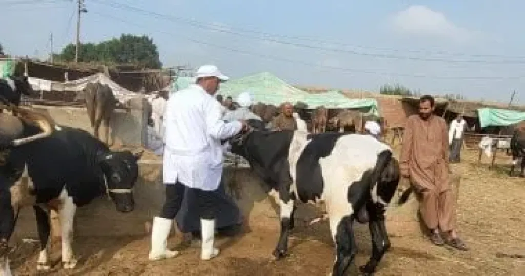 جانب من الحملات 