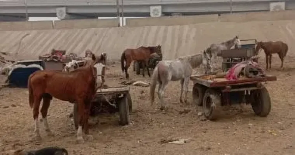 المضبوطات 