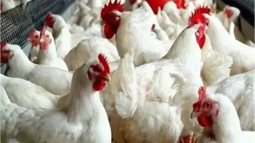 اسعار الفراخ