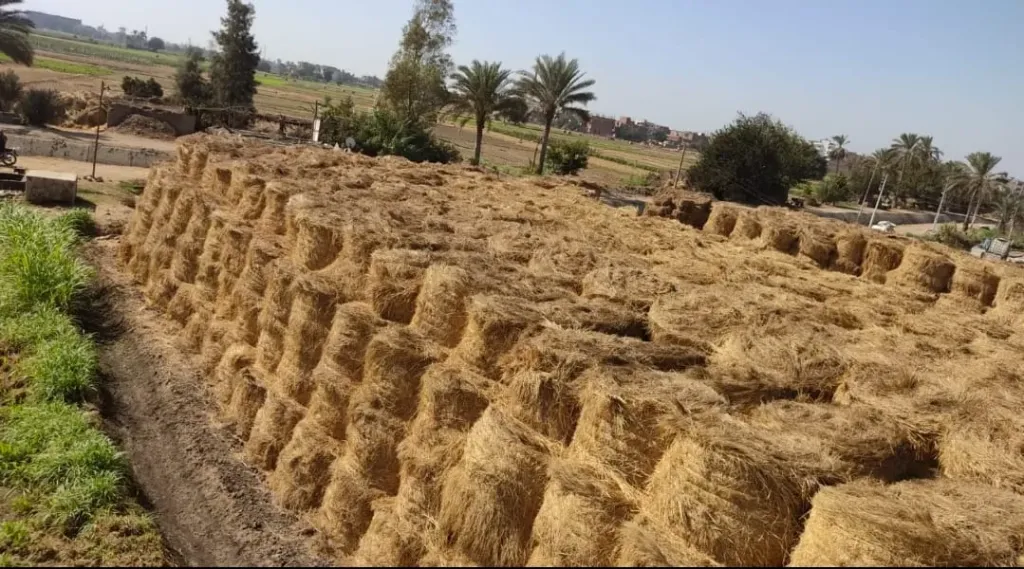 جانب من القش المخزن