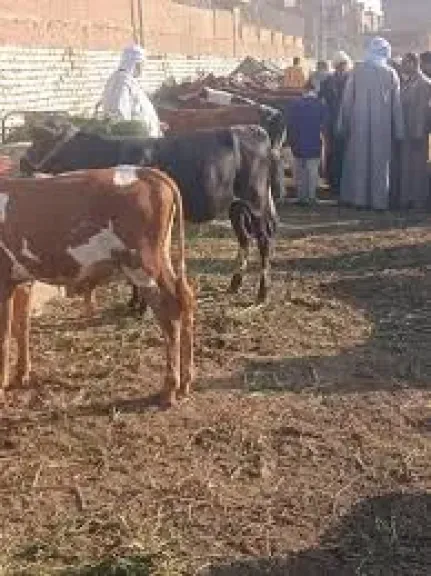 حمله بيطريه ببنى سويف