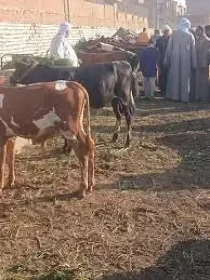 الحمى القلاعية