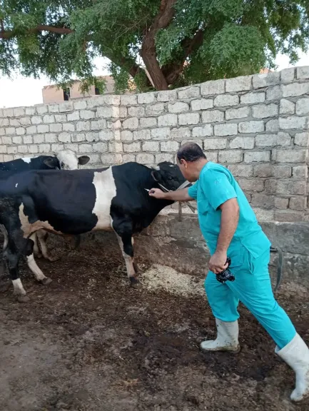 اثناء الكشف على المواشي 