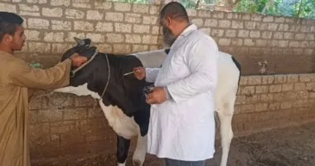 تحصين إحدى الأبقار