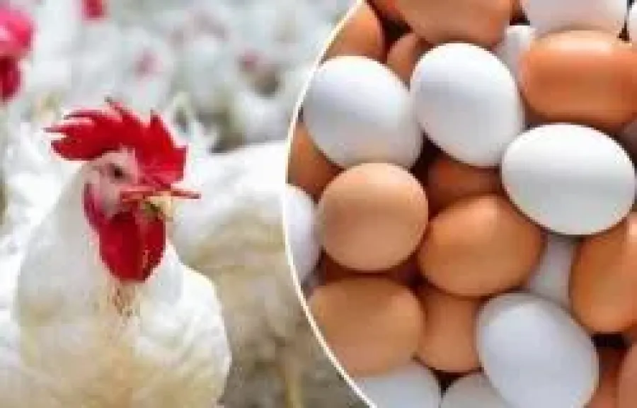 اسعار الدواجن والبيض 