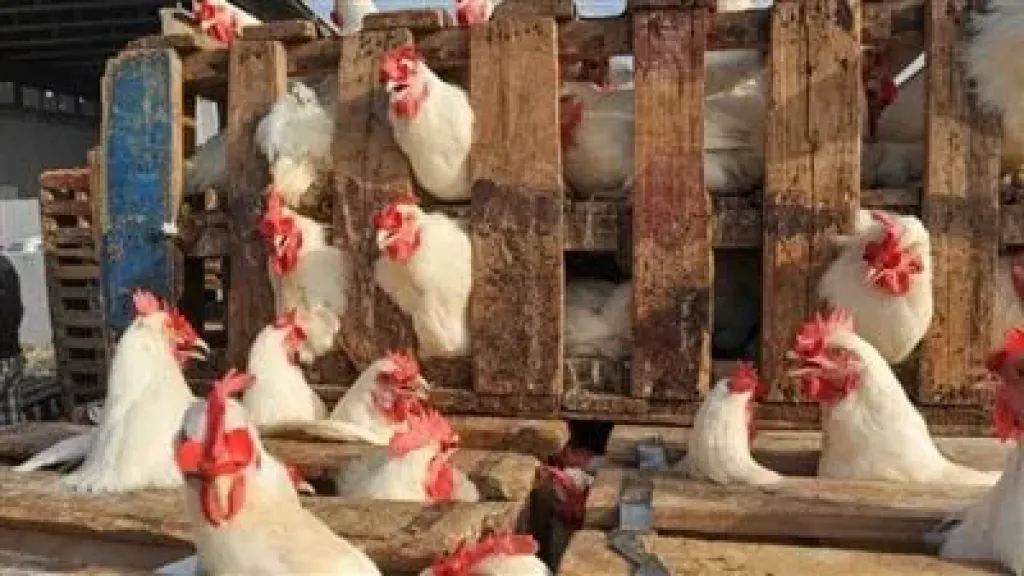 سعر الدواجن اليوم 