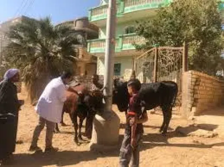 تحصين الماشيه