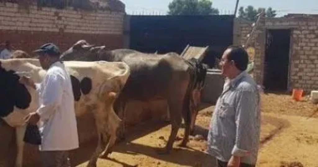 الحمي القلاعية 